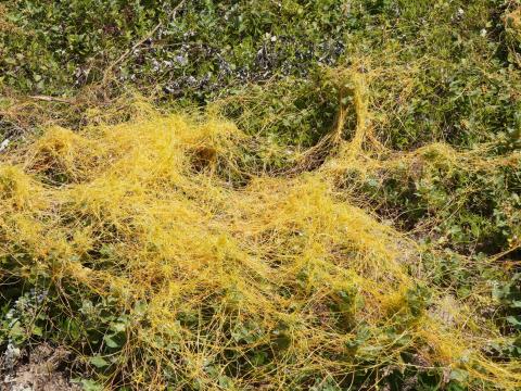 アメリカネナシカズラ