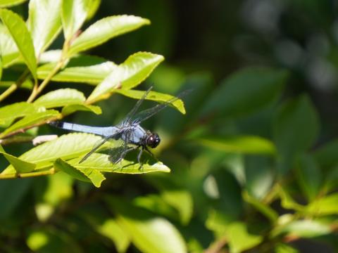オオシオカラトンボ