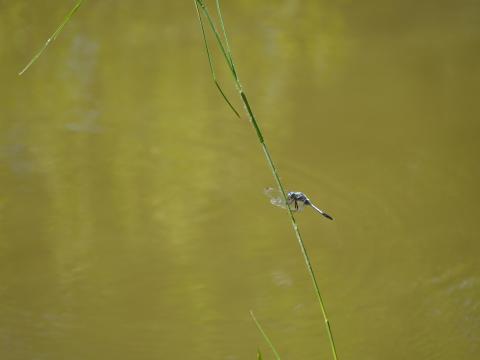 シオカラトンボ