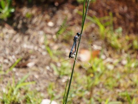 オオシオカラトンボ