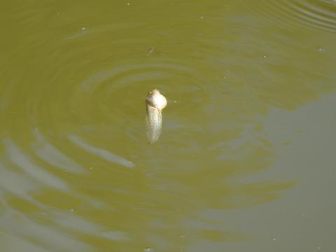 オタマジャクシ