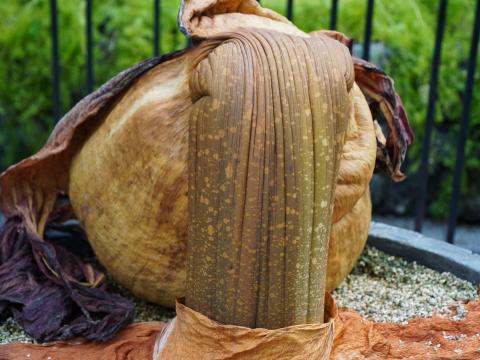 ショクダイオオコンニャク