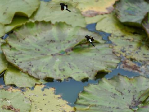 コシアキトンボ