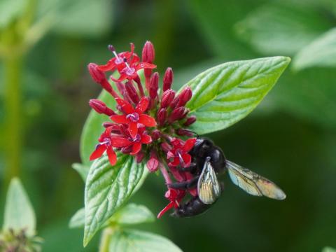 クササンタカのタイワンタケクマバチ