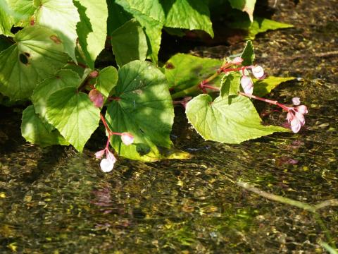 シュウカイドウ