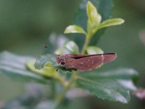 チャバネセセリ