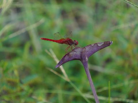 ショウジョウトンボ