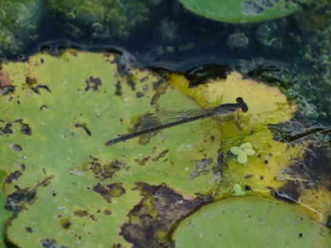 黒いイトトンボ