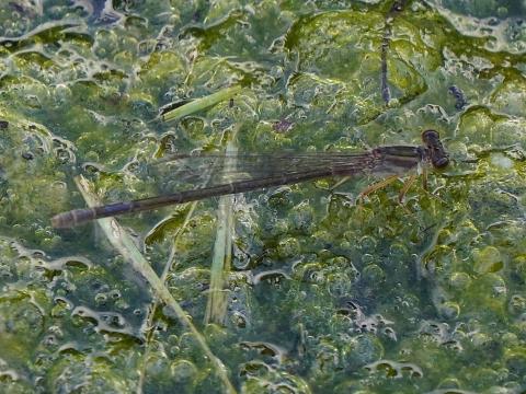 黒いイトトンボ