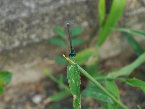 アオモンイトトンボ