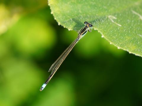 アオモンイトトンボ