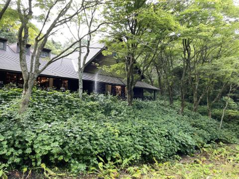 キレンゲショウマ