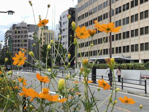 キバナコスモス