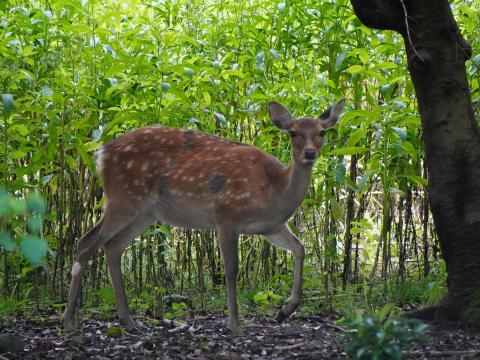 シカ