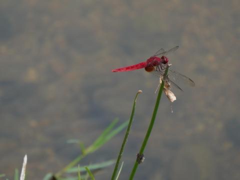 ショウジョウトンボ