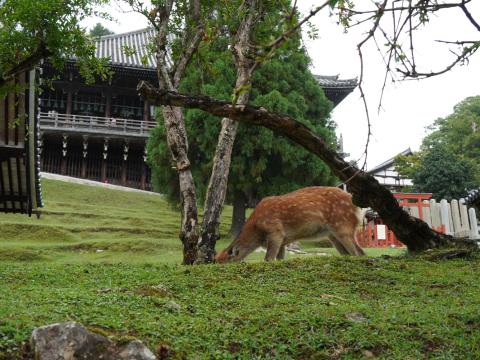 二月堂とシカ