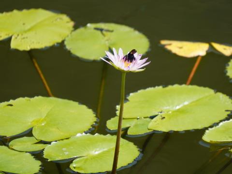 スイレンとタイワンタケクマバチ