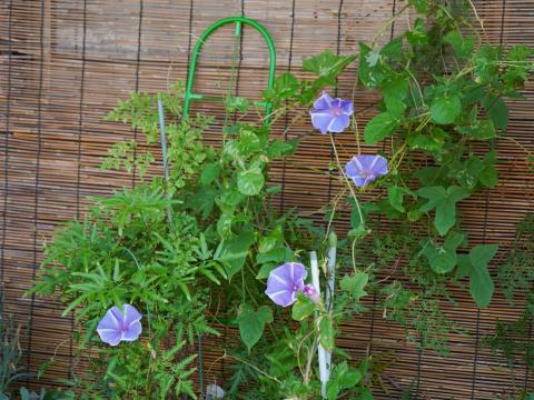 アサガオ