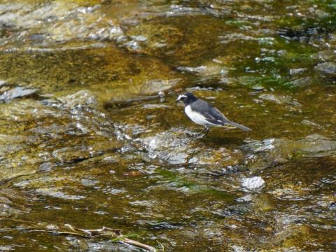 セグロセキレイ