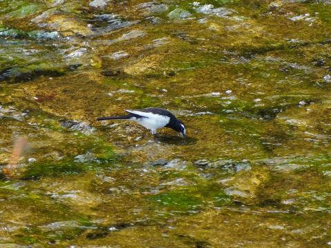 セグロセキレイ