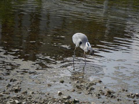 スッポンをくわえたアオサギ