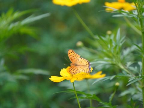 キバナコスモスにツマグロヒョウモン