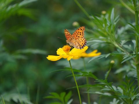 キバナコスモスにツマグロヒョウモン