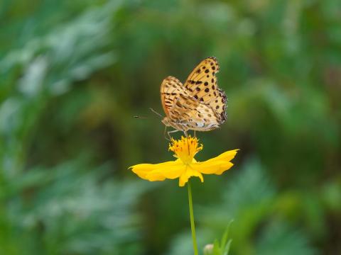 キバナコスモスにツマグロヒョウモン