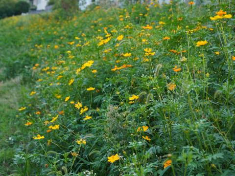 キバナコスモス