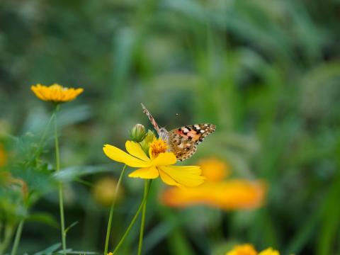 キバナコスモスにヒメアカタテハ