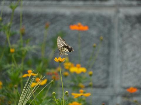 キバナコスモスにナミアゲハ