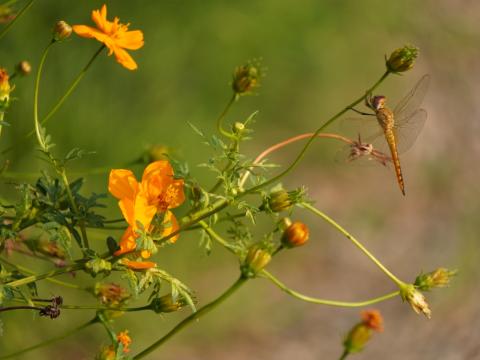 キバナコスモスにウスバキトンボ