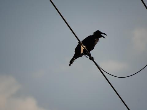 ハシボソガラス