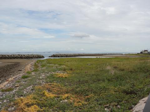 アメリカネナシカズラ