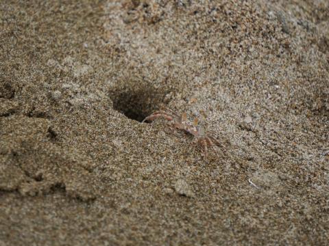 スナガニの稚ガニ