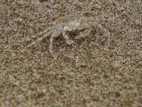 スナガニの稚ガニ