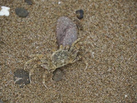 スナガニの稚ガニ