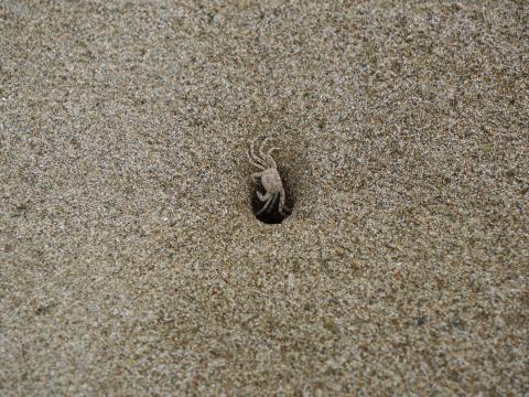 スナガニの稚ガニ