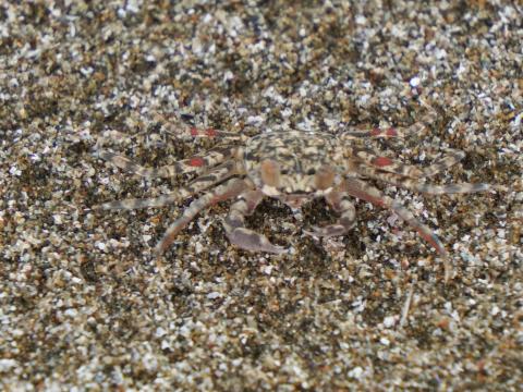 スナガニの稚ガニ