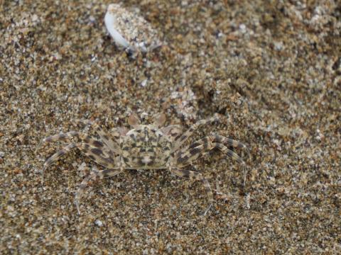 スナガニの稚ガニ