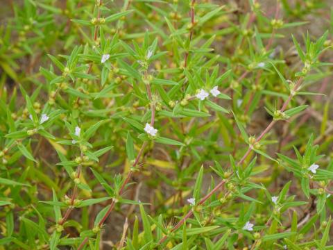 オオフタバムグラ