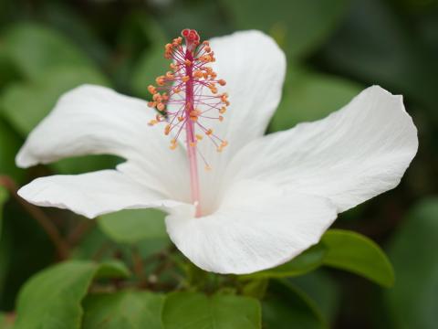 Hibiscus arnottianus
