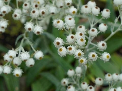 アナファリス・トリプルネルビス