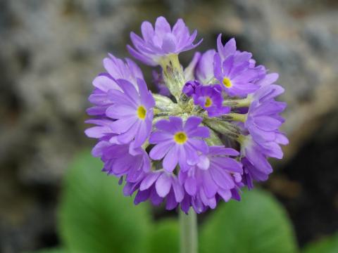 タマザキサクラソウ