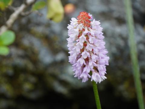 プリムラ・ビアリー