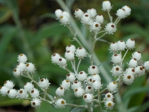 アナファリス・トリプルネルビス