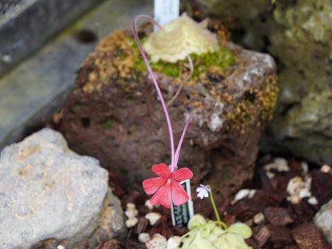 Pinguicula laueana