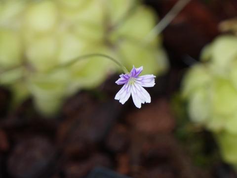 Pinguicula emarginata
