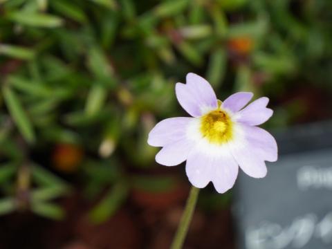 Pinguicula primuliflora