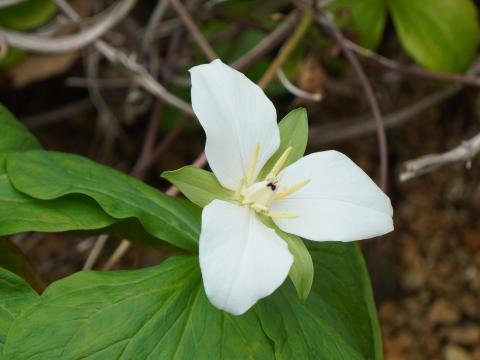 オオバナノエンレイソウ